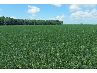Farmland in Benton & Boone Counties, Indiana - LAND AUCTION - 118.5+/- ACRES IN 3 TRACTS IN BENTON & BOONE COUNTIES, INDIANA